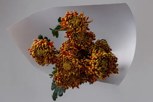 أبريكوت سكواش